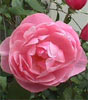View details of article... View details of article...